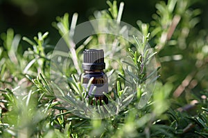 Rosemary oil bottle on wooden background. Essential oil, aromatherapy natural remedies