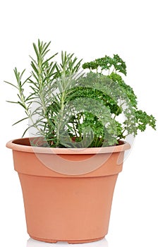 Rosemary and parsley in a pot