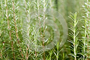 Rosemary plant