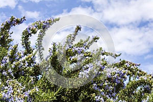 Rosemary plant with flowers in front of the sky