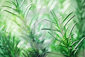 Rosemary plant in the garden. Culinary aromatic herb