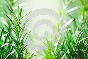 Rosemary plant in the garden. Culinary aromatic herb photo