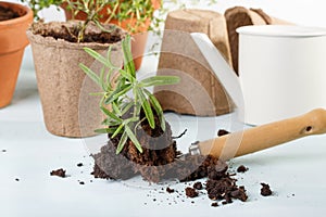 Rosemary plant and gardening tools.