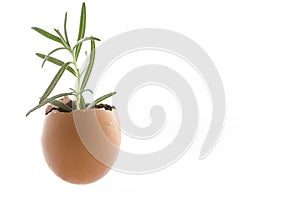 Rosemary plant growing in an egg shell with soil. Isolated spring metaphor