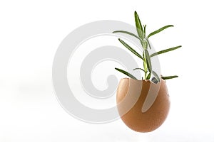 Rosemary plant growing in an egg shell with soil. Isolated spring metaphor