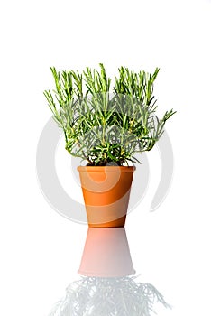 Rosemary Plant Growing in Pottery Pot Isolated on White
