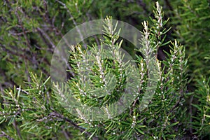 Rosemary plant leaves