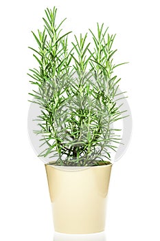 Rosemary plant in a light yellow pot