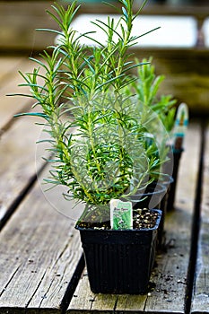 Rosemary Plant photo