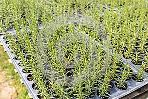 Rosemary plant in plant pot, organic herb garden, vegetable farming