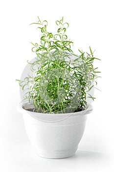 Rosemary plant in pot on white background