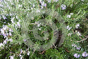 Rosemary plant with purple flowers in the garden, close-up