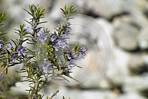 Rosemary plant (Rosmarinus officinalis) photo