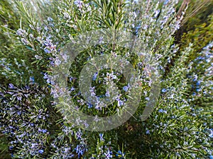 Rosemary plant Rosmarinus officinalis blossoming with fragrant