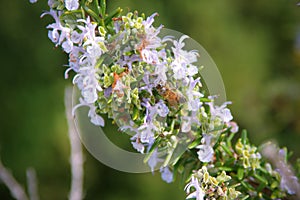 Rosemary plant Rosmarinus officinalis flowers, macro close up.