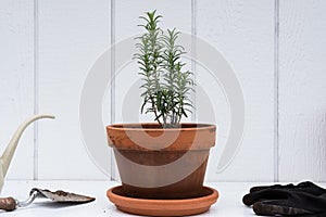 Rosemary plant in a terra cotta pot