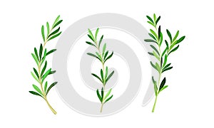 Rosemary plant twigs. Fresh aromatic herb sprigs with green leaves vector illustration