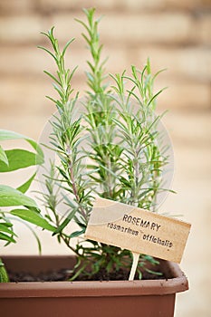 Rosemary plant on urban garden