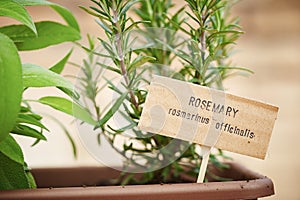 Rosemary plant on urban garden