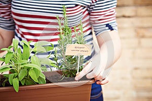 Rosemary plant on urban garden