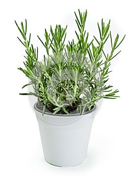 Rosemary plant in white pot
