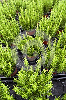 Rosemary plants in basket