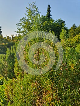 Rosemary Plants in a Herb Garden on a Sunny Spring Day in the Month of May