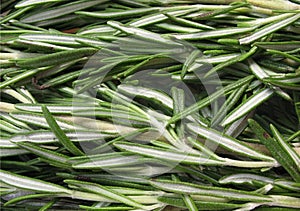 Rosemary (Rosmarinus officinalis)