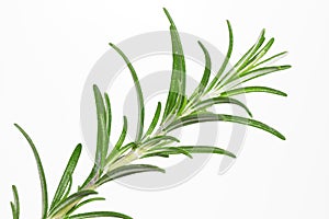 Rosemary (Rosmarinus officinalis)