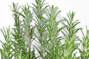 Rosemary (Rosmarinus officinalis) photo