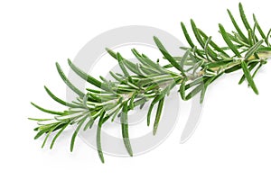 Rosemary (Rosmarinus officinalis)