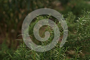 rosemary, Rosmarinus officinalis close up