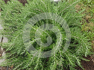 Rosemary, Rosmarinus officinalis, Foxtail