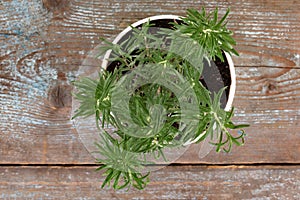 Rosemary Rosmarinus officinalis growing in a flower pot on woo