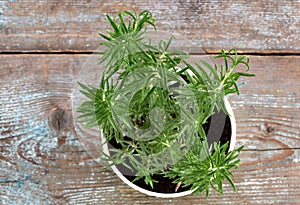 Rosemary Rosmarinus officinalis growing in a flower pot on woo