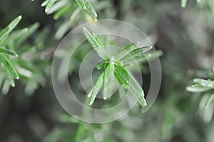 rosemary, Rosmarinus officinalis L or Lamiaceae