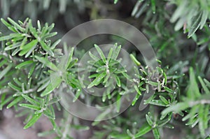 rosemary, Rosmarinus officinalis L or Lamiaceae