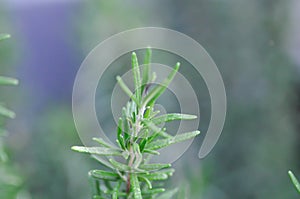 rosemary, Rosmarinus officinalis L or Lamiaceae