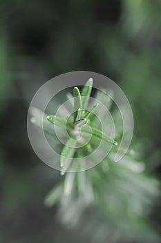 rosemary, Rosmarinus officinalis L or Lamiaceae