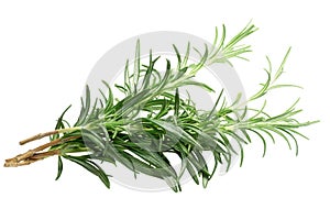 Rosemary Rosmarinus officinalis, paths