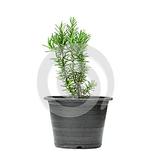 Rosemary or Rosmarinus officinalis with pot isolated on white background