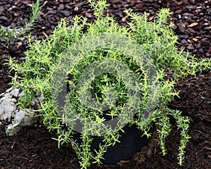 Rosemary, Rosmarinus officinalis, yellow, capri