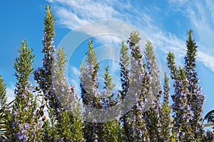 Rosemary's bush in full bloom sky with clouds in background