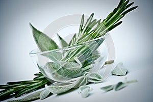 Rosemary and sage photo