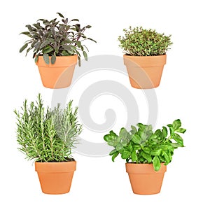 Rosemary, Sage, Basil and Silver Thyme.