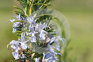 Rosemary salvia rosmarinus