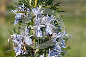 Rosemary salvia rosmarinus