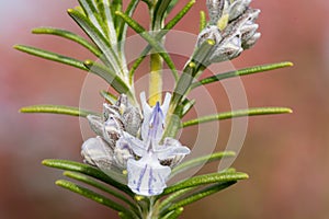 Rosemary salvia rosmarinus