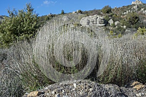 Rosemary santolina, Santolina rosmarinifolia