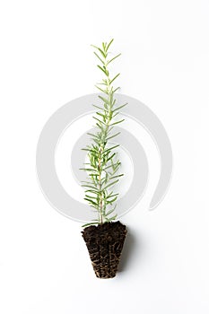 Rosemary Seedling isolated on white background